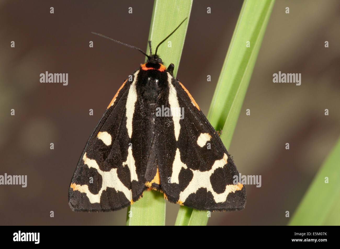 Wood Tiger (Parasemia plantaginis) on a blade of grass, Baden-Württemberg, Germany Stock Photo