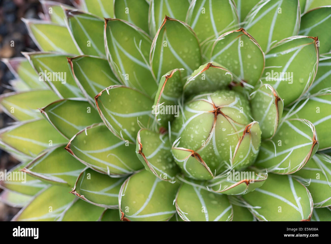 Queen Victoria Agave or Royal Agave (Agave victoriae-reginae), native to Mexico Stock Photo