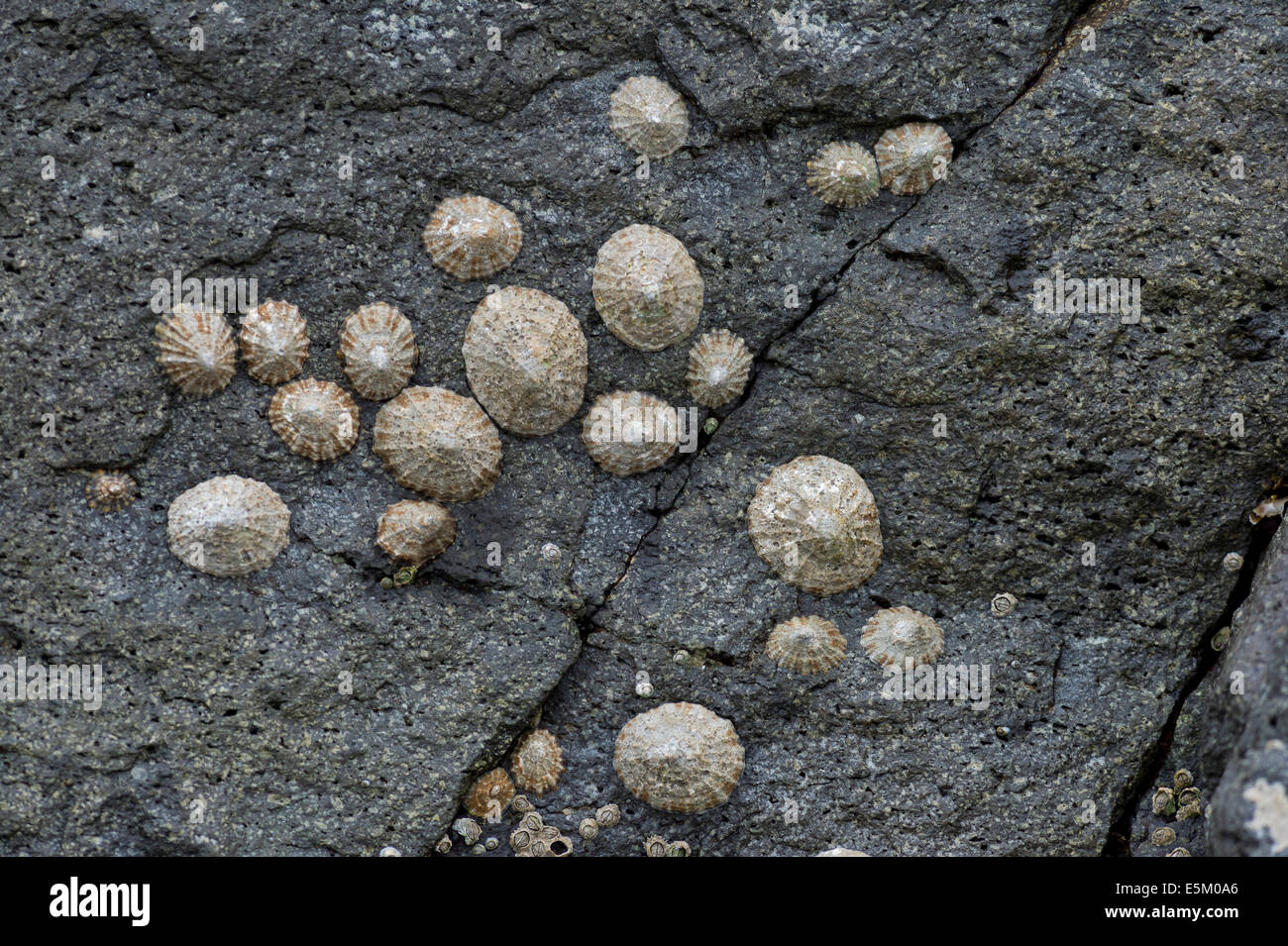 Limpets (Patellidae) growing in the surf zone on rocks, Faroe Islands, Denmark Stock Photo