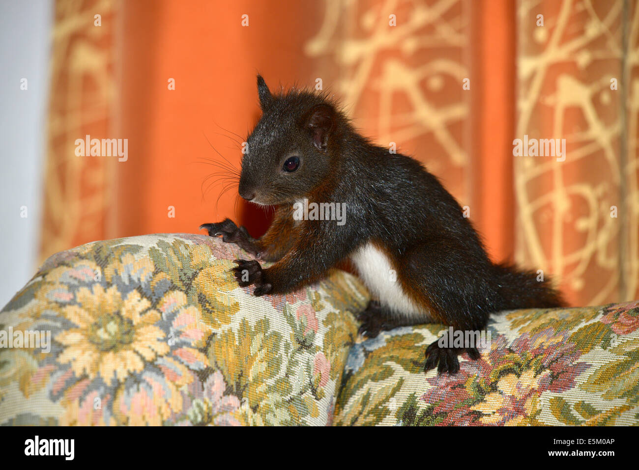 Eurasian Red Squirrel (Sciurus vulgaris), hand-reared, Tyrol, Austria Stock Photo