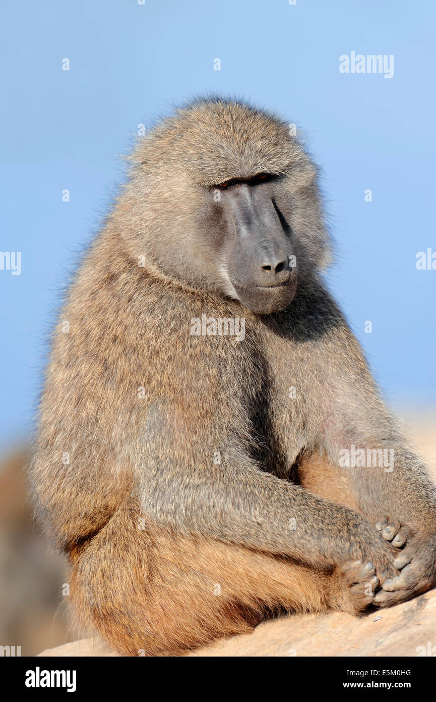 Anubis Baboon or Olive Baboon (Papio anubis), male, Africa Stock Photo
