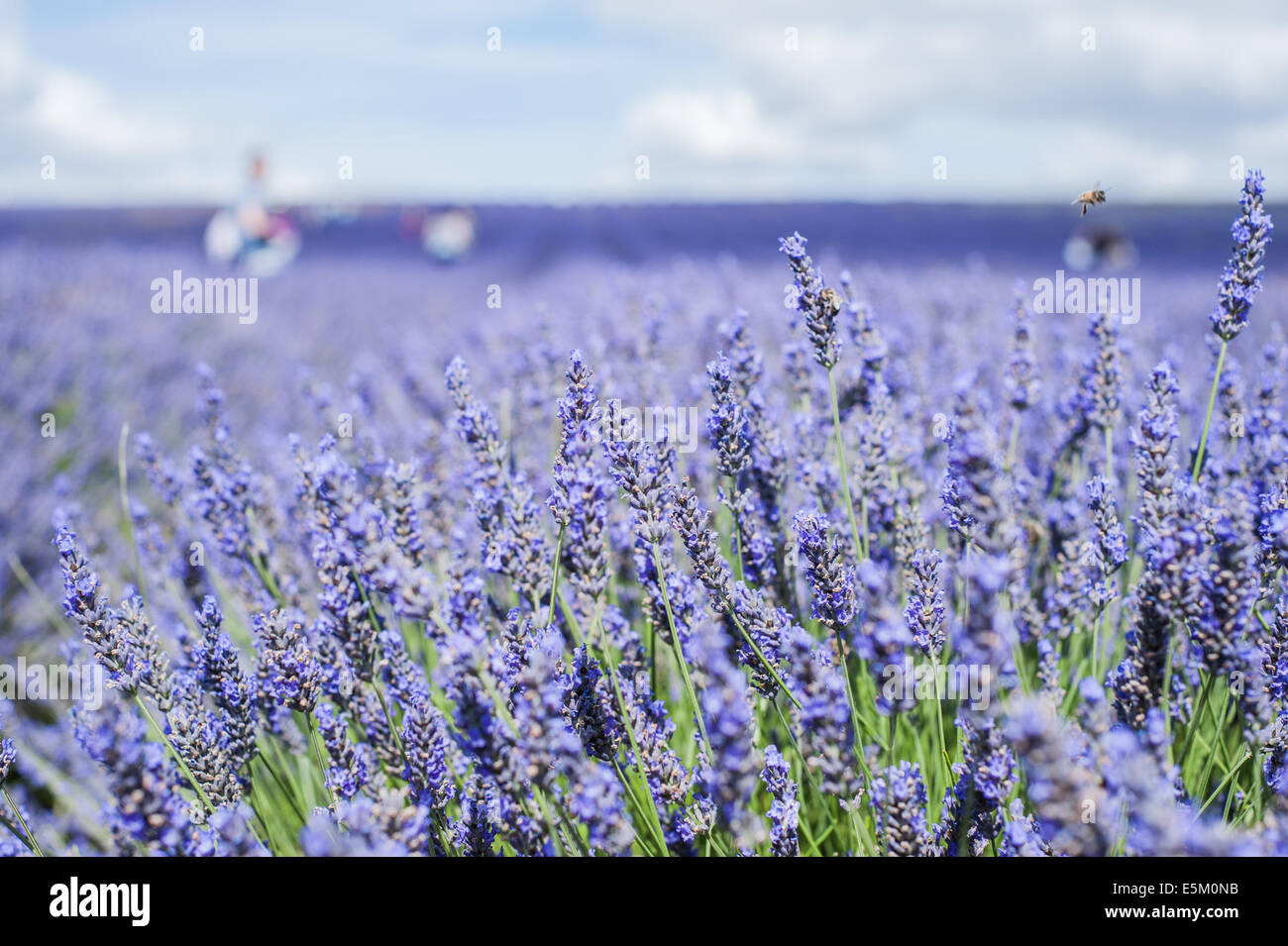 Lavender flowers in a field at the Hitchin Lavender farm (Cadwell Farm) near London, UK on 3 August 2014. Stock Photo