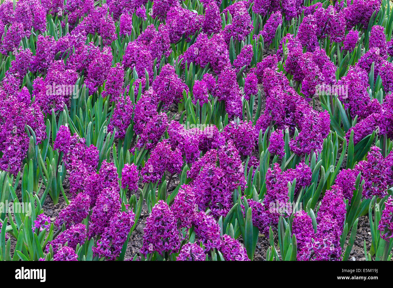 Hidcote Manor Garden, Gloucestershire, UK, made by Lawrence Johnston in the early 20c. Hyacinths Stock Photo