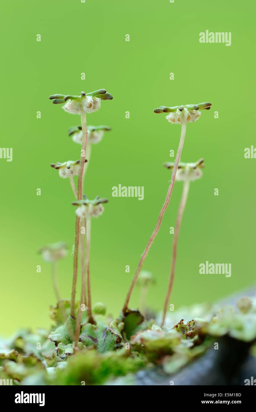 Common Liverwort or Umbrella Liverwort (Marchantia polymorpha), Gametophyt, North Rhine-Westphalia, Germany Stock Photo