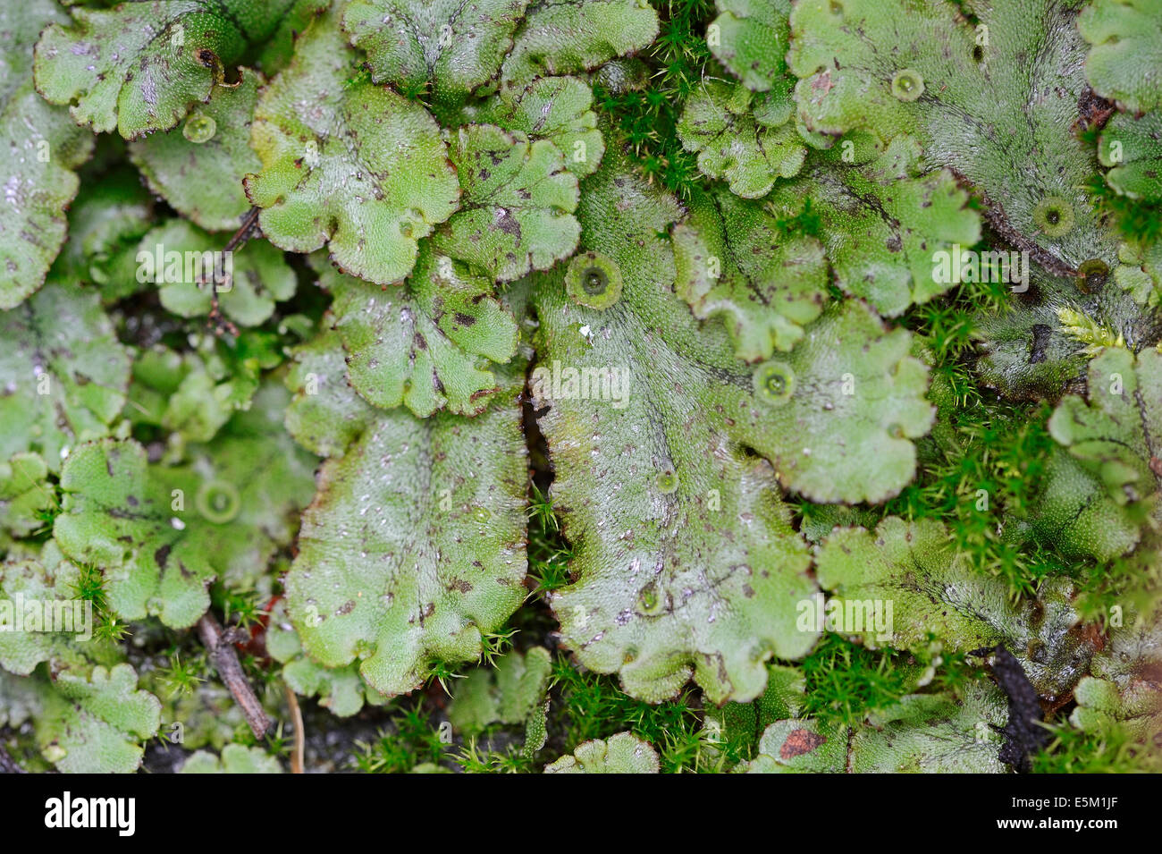 Common Liverwort or Umbrella Liverwort (Marchantia polymorpha), North Rhine-Westphalia, Germany Stock Photo