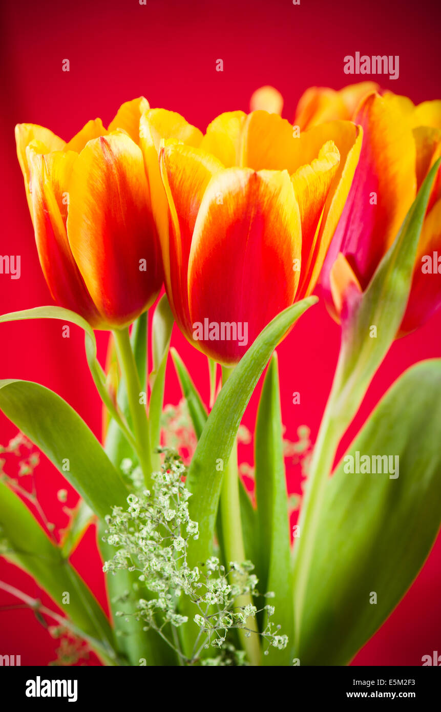 Bouquet of yellow-red tulips on a red background Stock Photo - Alamy