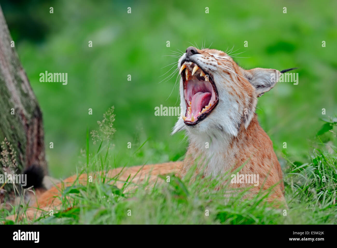 European Lynx  (Lynx lynx), yawning Stock Photo