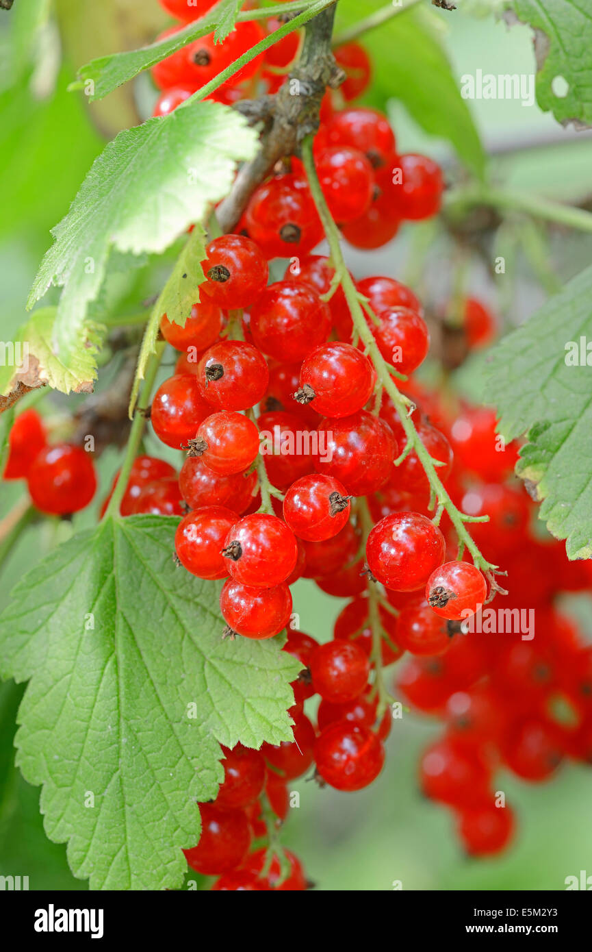 Red Currant (Ribes rubrum), berries Stock Photo