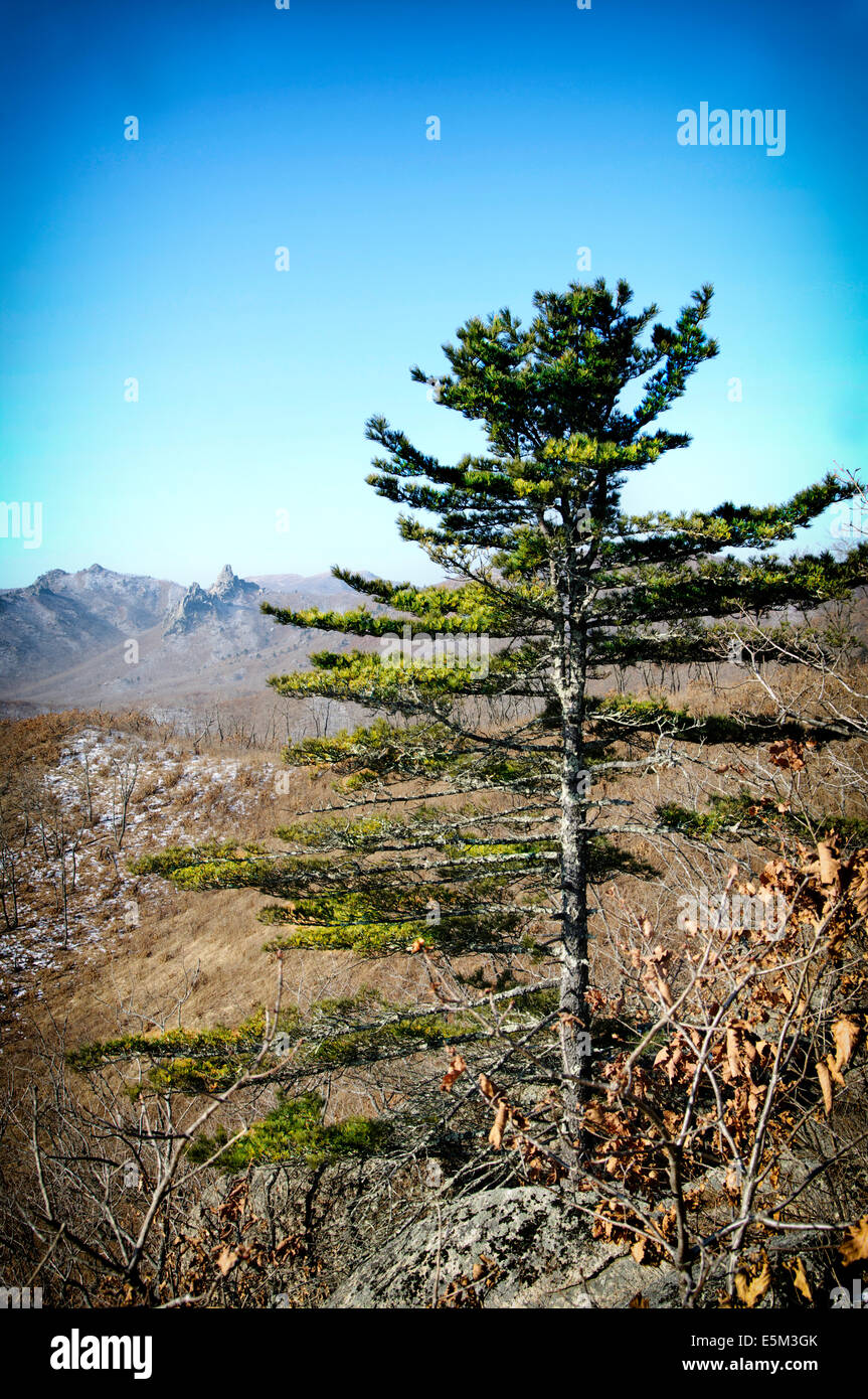 Larch Trees stands on a background of mountains in spring. Stock Photo