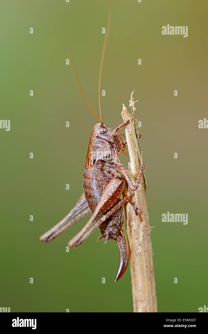 Dark Bush-cricket (Pholidoptera griseoaptera), female, North Rhine-Westphalia, Germany Stock Photo
