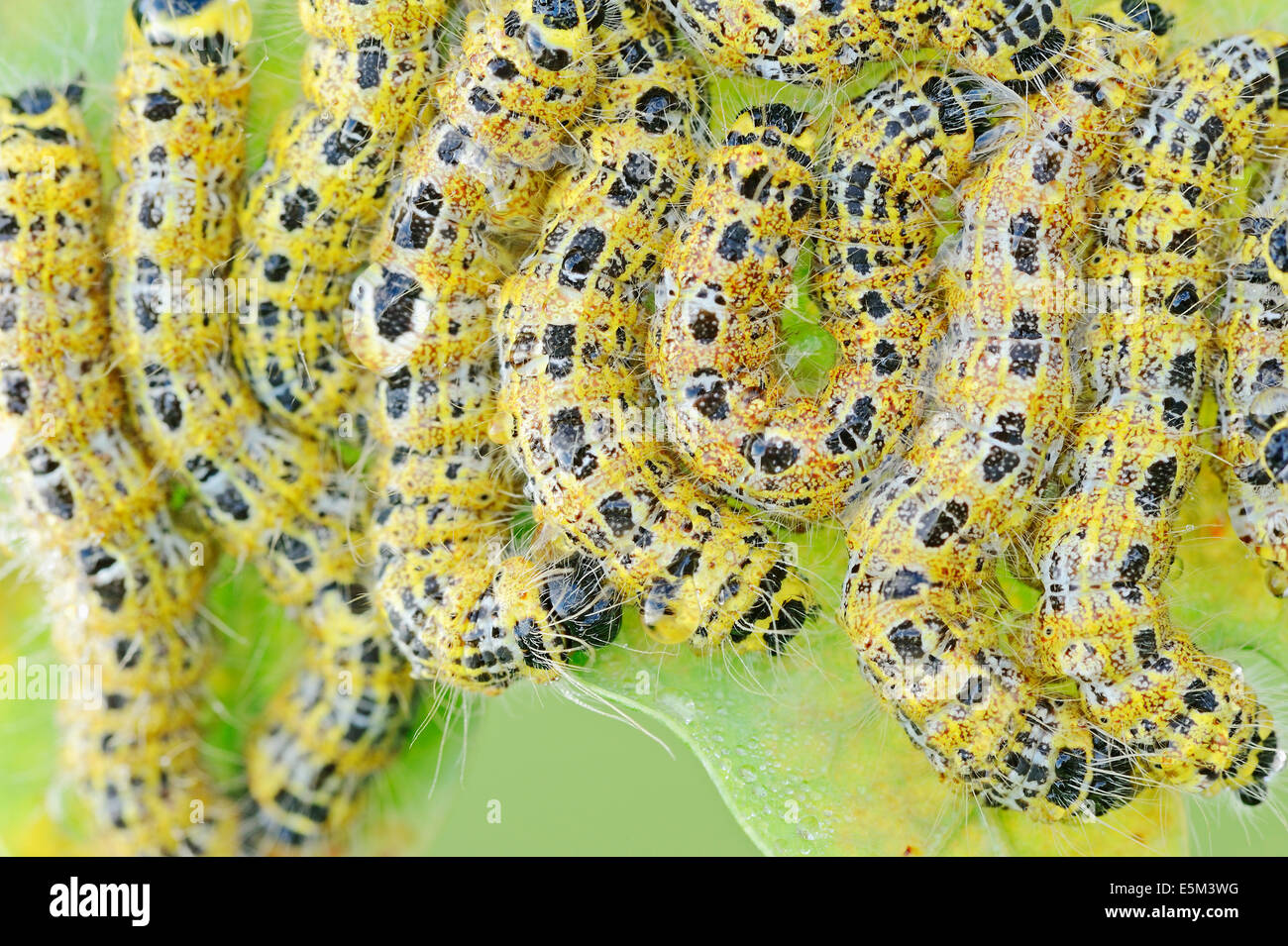 Buff-tip (Phalera bucephala), caterpillars, North Rhine-Westphalia, Germany Stock Photo