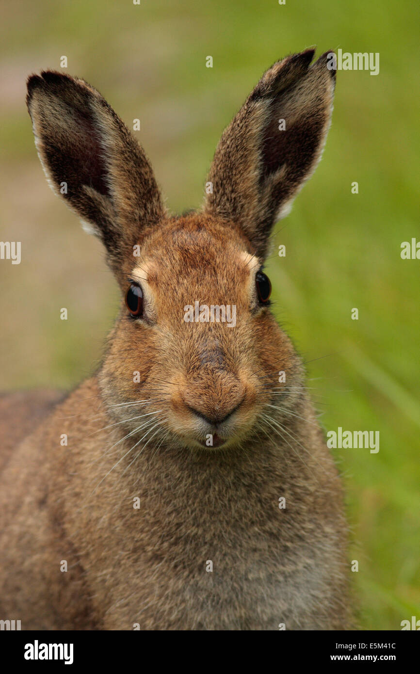 Irish hare mountain hare hi-res stock photography and images - Alamy
