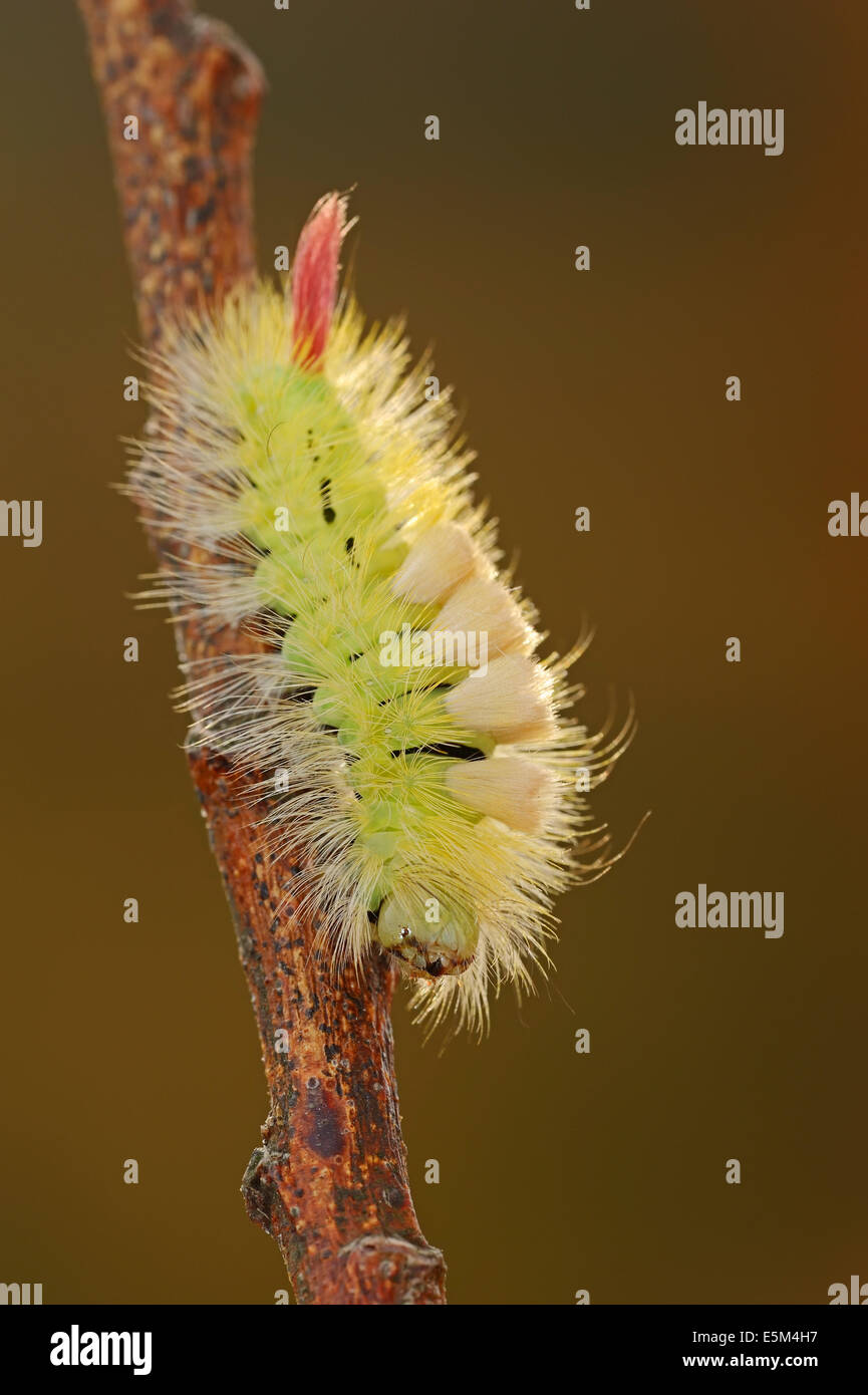 Pale Tussock Moth (Dasychira pudibunda, Calliteara pudibunda, Elkneria pudibunda), caterpillar, North Rhine-Westphalia, Germany Stock Photo