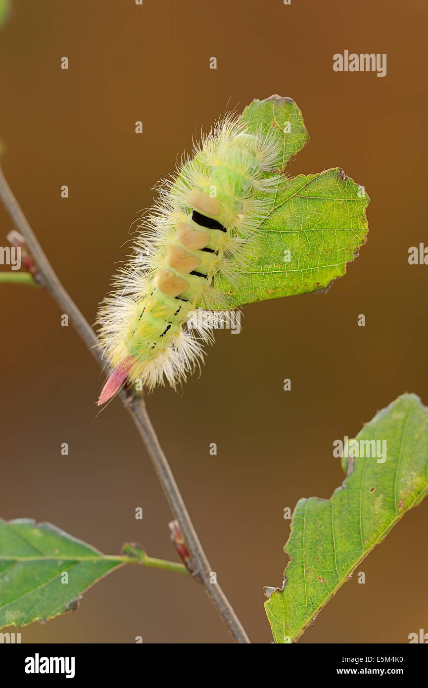 Pale Tussock Moth (Dasychira pudibunda, Calliteara pudibunda, Elkneria pudibunda), caterpillar, North Rhine-Westphalia, Germany Stock Photo
