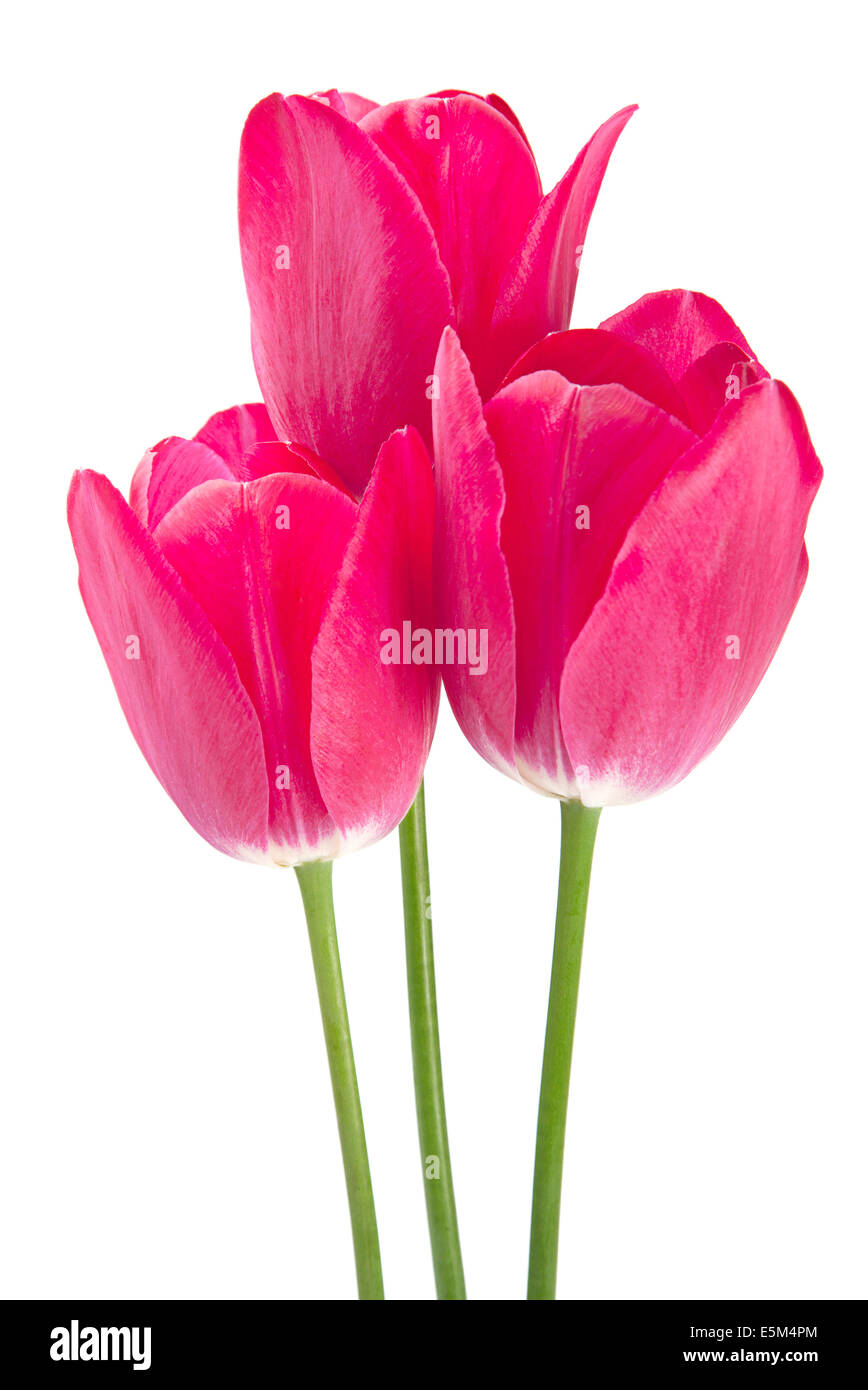 Pink tulip isolated on white background Stock Photo - Alamy