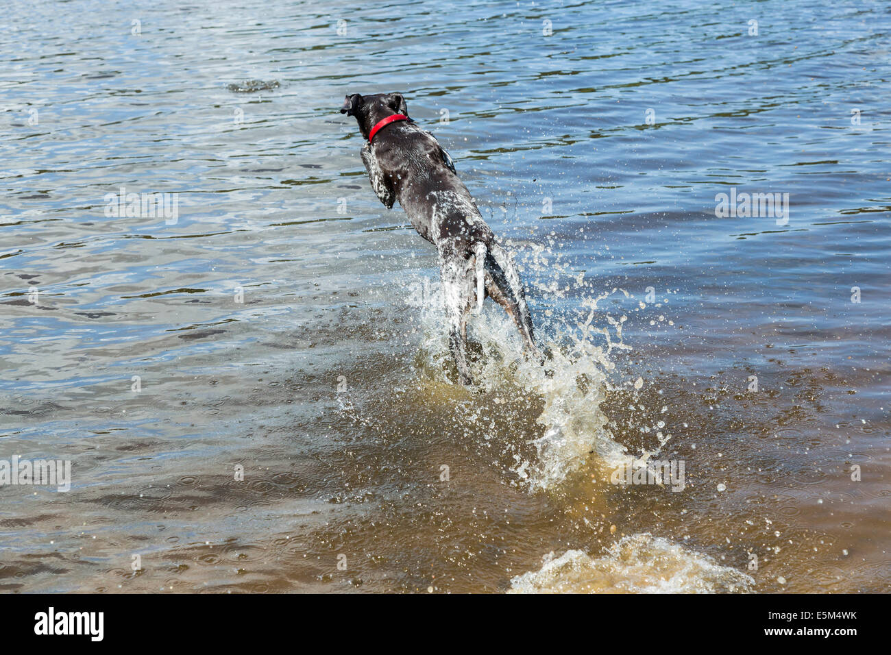 Why Do Dogs Like Chasing Sticks
