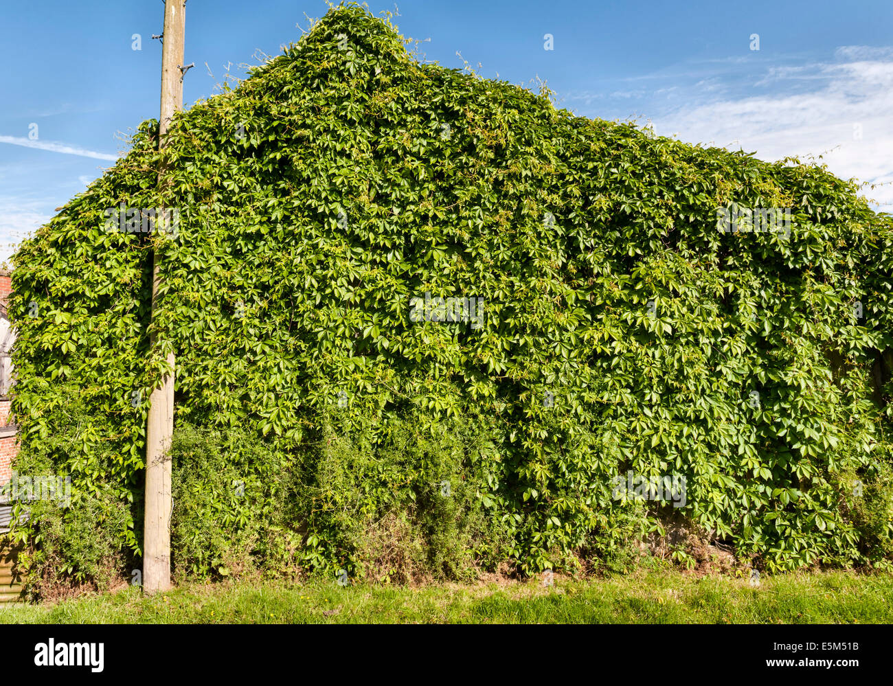 Russian vine (Fallopia baldschuanica) entirely covering an old barn