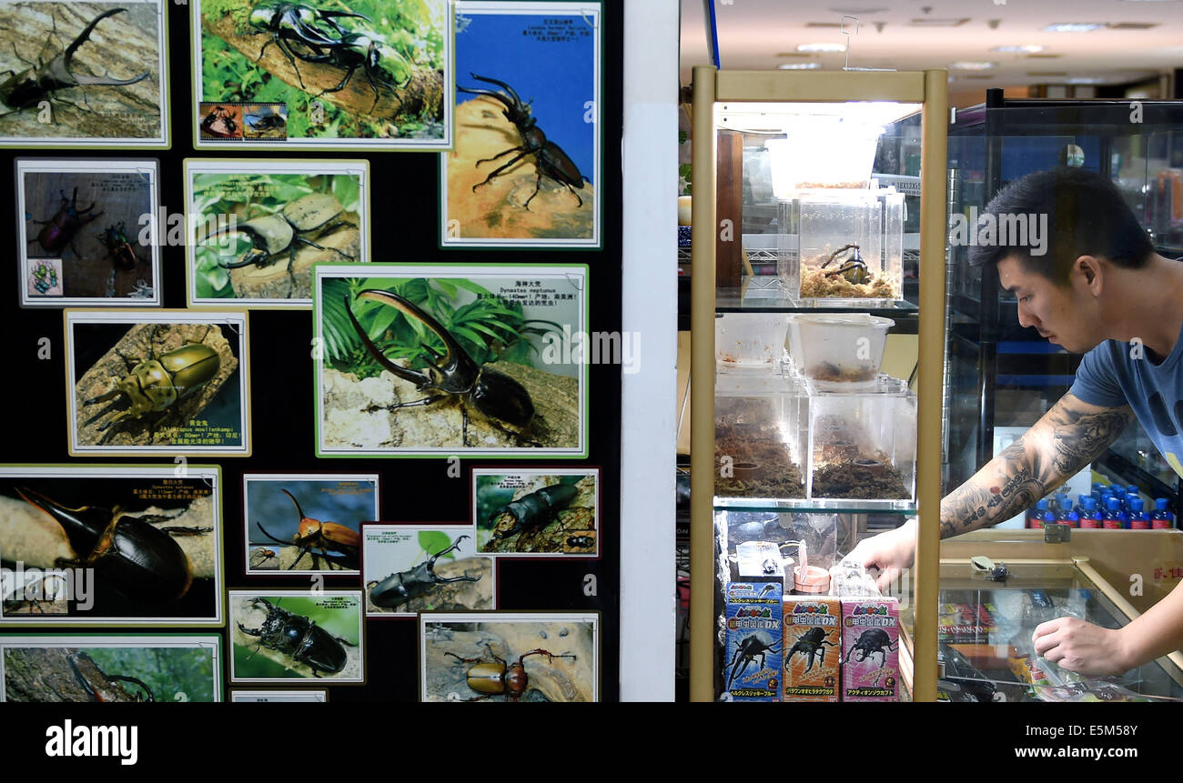 Dalian, China's Liaoning province. 1st Aug, 2014. Fang Hang works at his store in Dalian, northeast China's Liaoning province, Aug. 1, 2014. Fang, a beetle enthusiast from northeast China's Dalian, has been raising the coleopteran insects for almost ten years. With the support of his wife, Fang built a specialized blog and set up a breeding room at home. Besides, he opened a beetles store and organized a club. By now, it's not just a hobby to raise those insects, but a career for Fang's family. © Li Gang/Xinhua/Alamy Live News Stock Photo