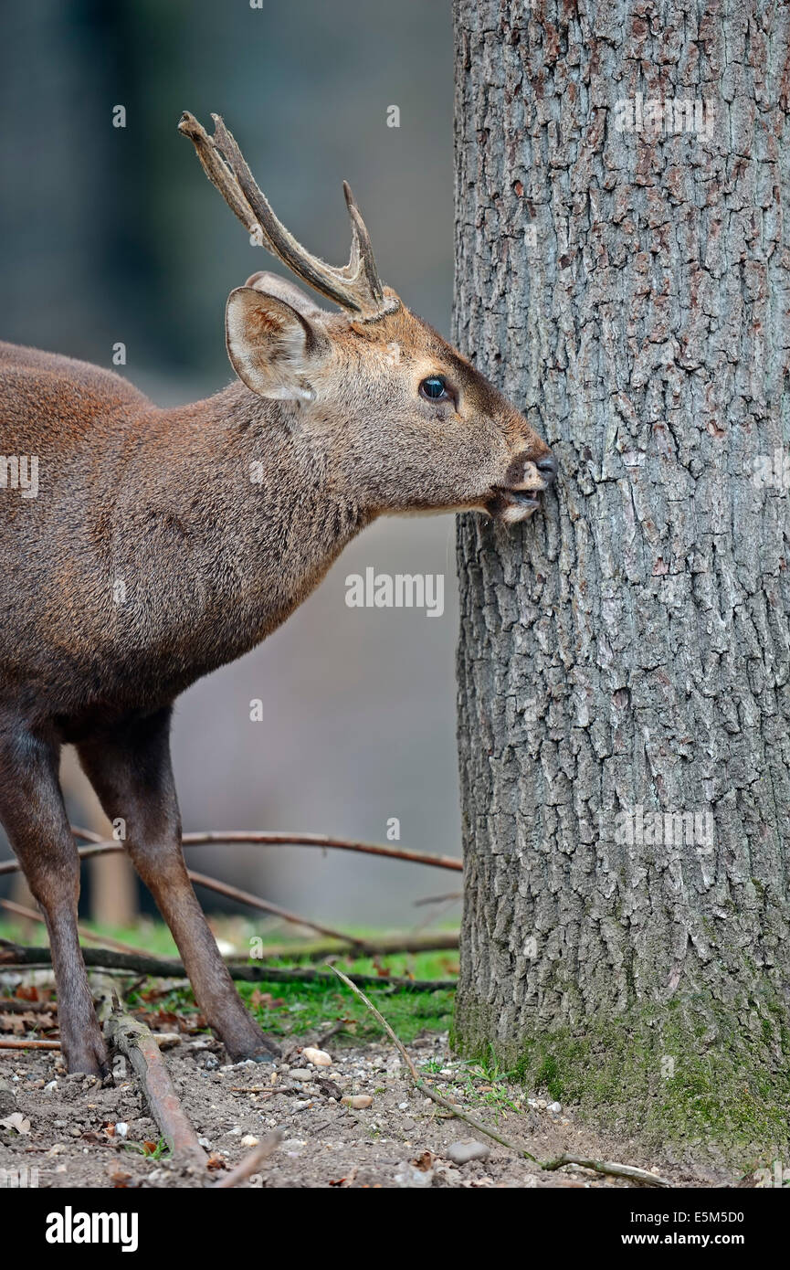 Hog Deer (Axis porcinus), male Stock Photo