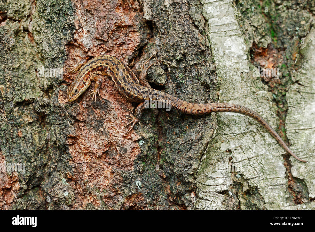 Common Lizard or Viviparous Lizard (Zootoca vivipara, Lacerta vivipara), North Rhine-Westphalia, Germany Stock Photo