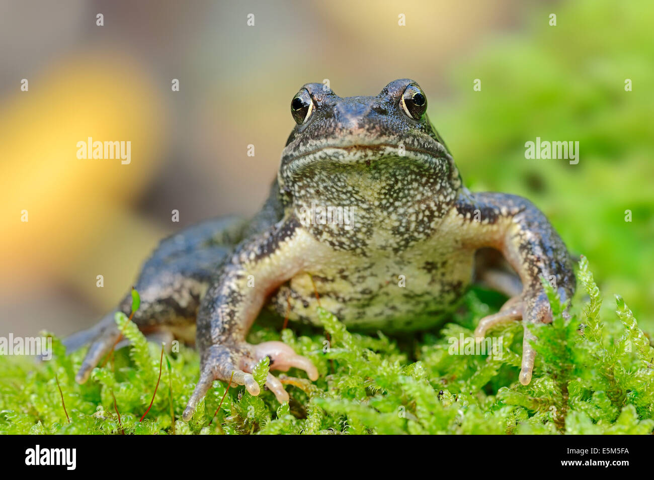 Common European Frog (Rana temporaria), North Rhine-Westphalia, Germany Stock Photo