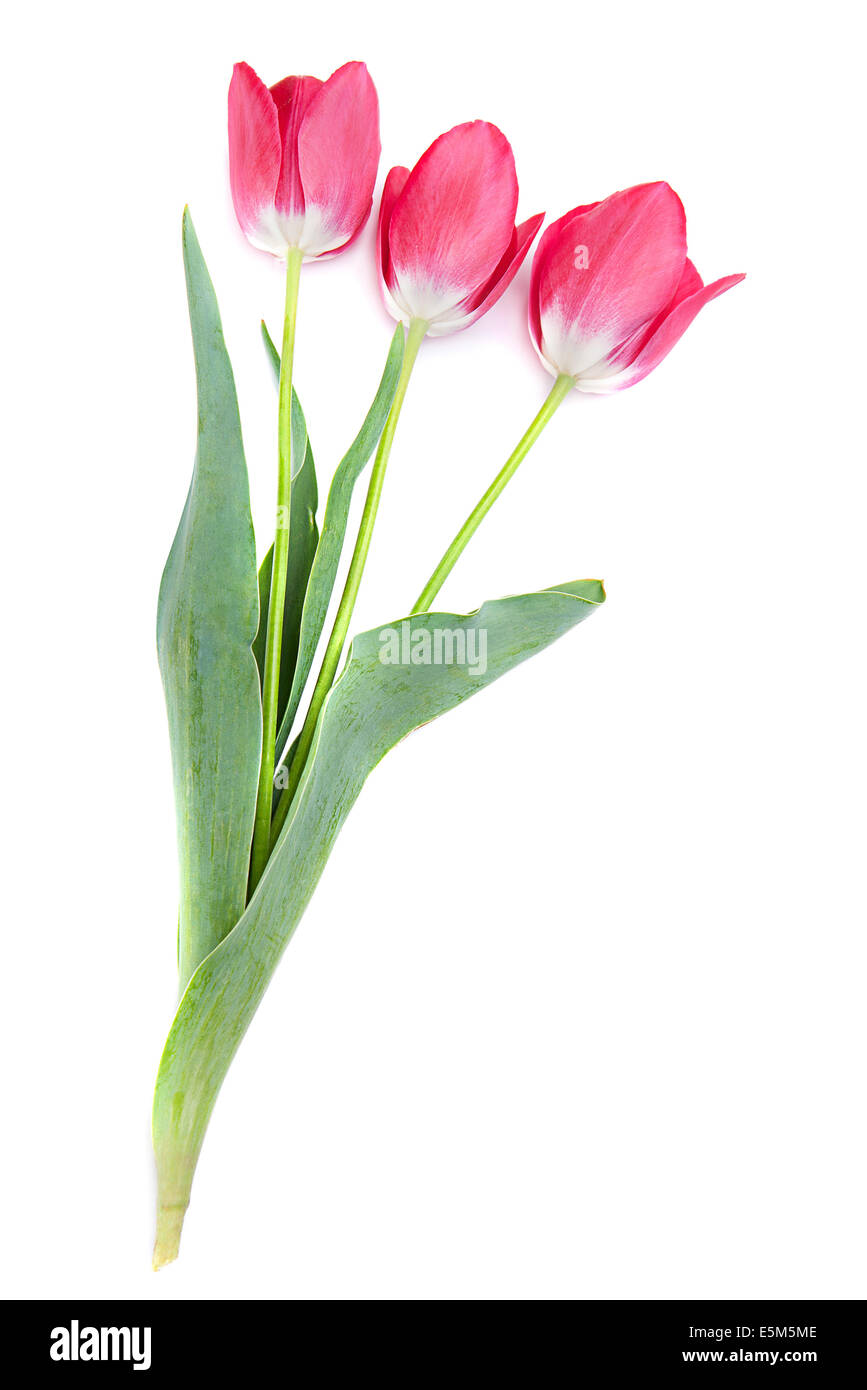 Pink tulip isolated on white background Stock Photo - Alamy