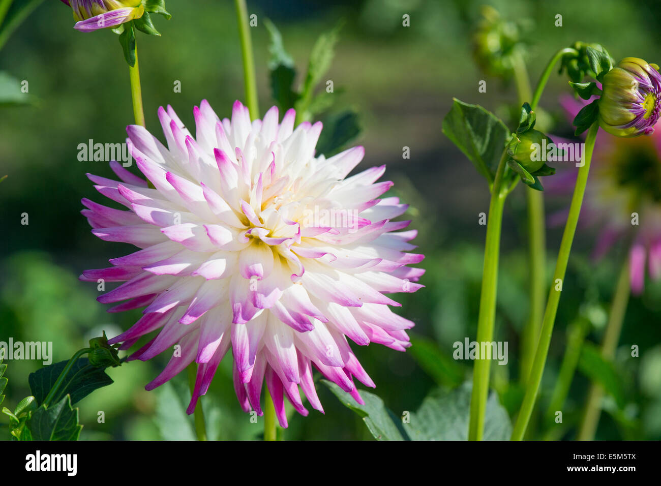 Pink and white cactus dahlia Stock Photo - Alamy
