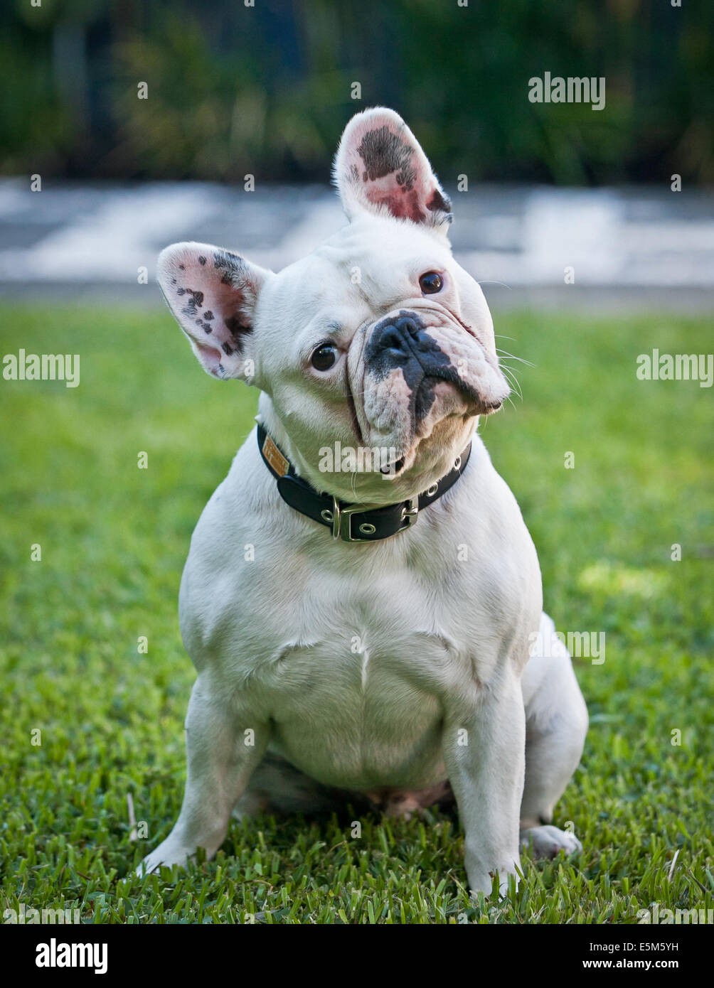 French Bulldog Stock Photo