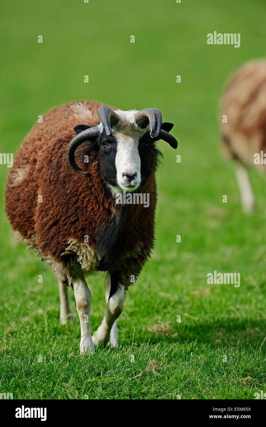 Jacob Sheep or Jacob's Sheep (Ovis ammon f. aries), female Stock Photo