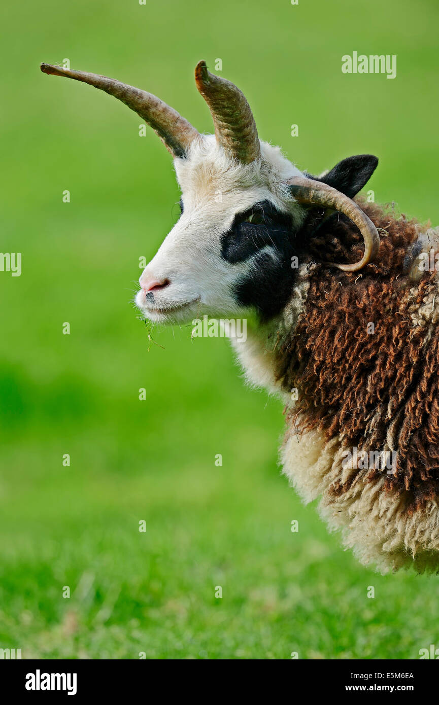 Jacob Sheep or Jacob's Sheep (Ovis ammon f. aries) Stock Photo