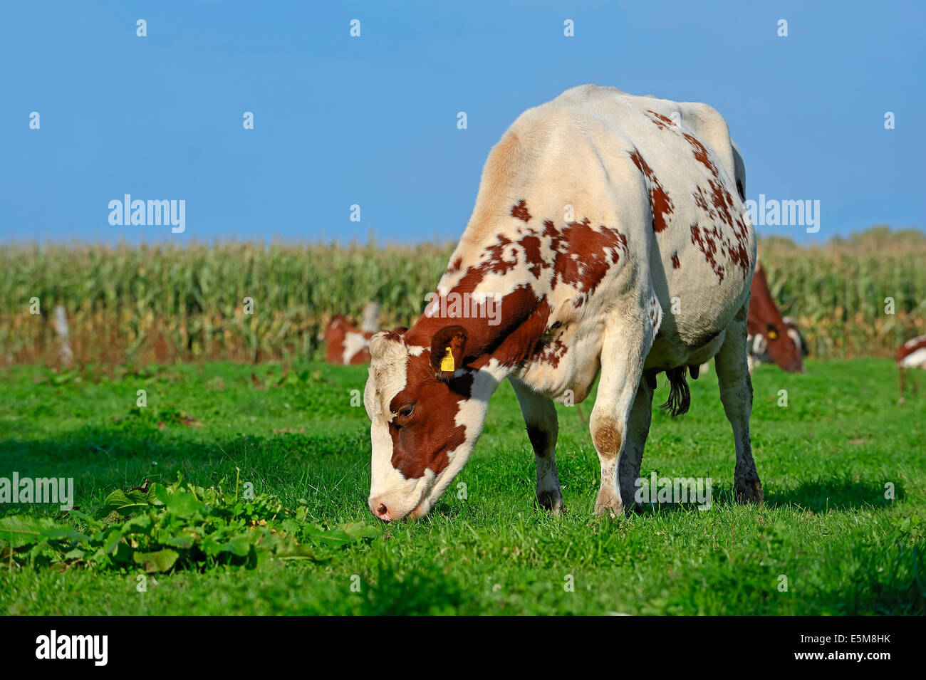Holstein-Friesian Cattle (Bos primigenius taurus), cow on pasture, North Rhine-Westphalia, Germany Stock Photo