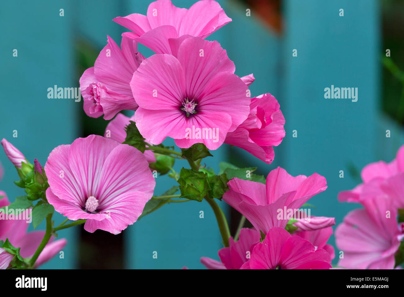 Annual Mallow, Rose Mallow, Royal Mallow, Regal Mallow (Lavatera trimestris), Stock Photo