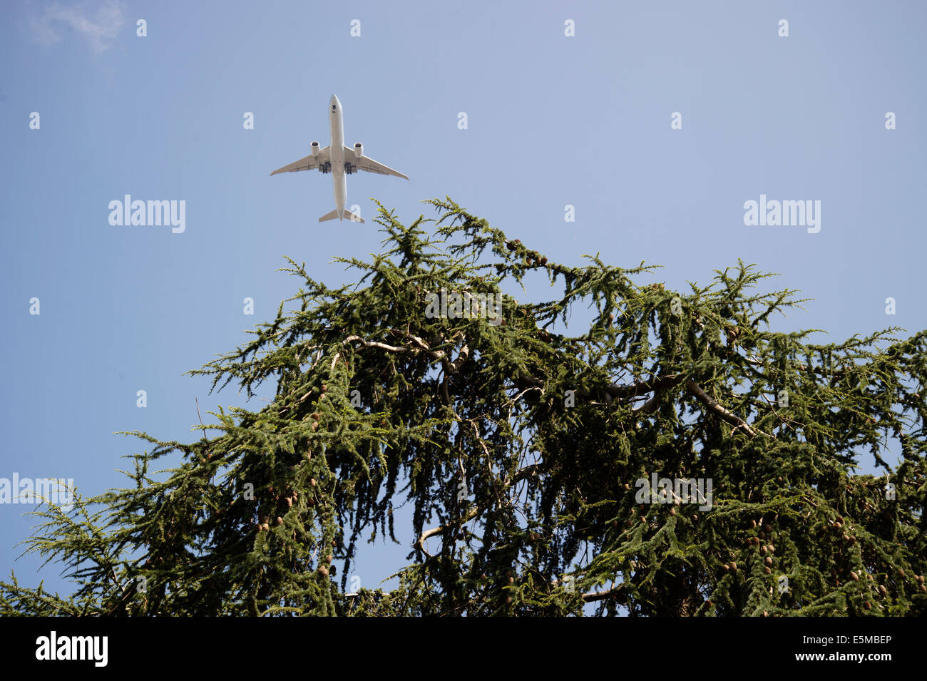 Kew Gardens. Plane and cedar tree Stock Photo