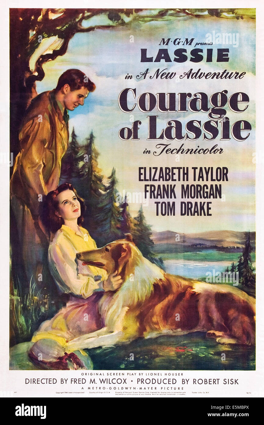 COURAGE OF LASSIE, US poster, from top right: Tom Drake, Elizabeth Taylor, Lassie, 1946 Stock Photo