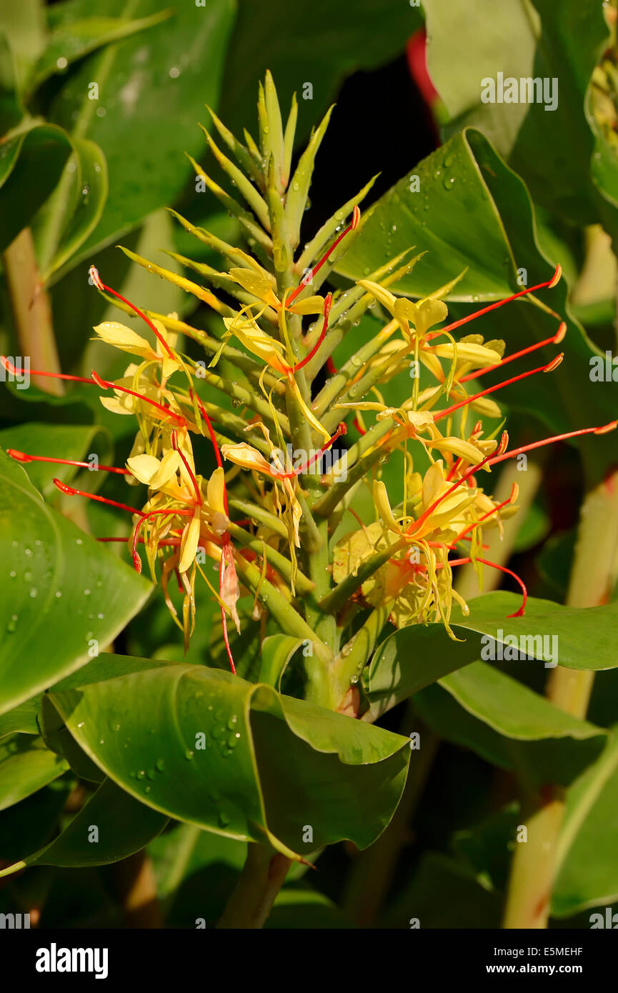 Kahili Ginger or Ginger Lily (Hedychium gardnerianum) Stock Photo