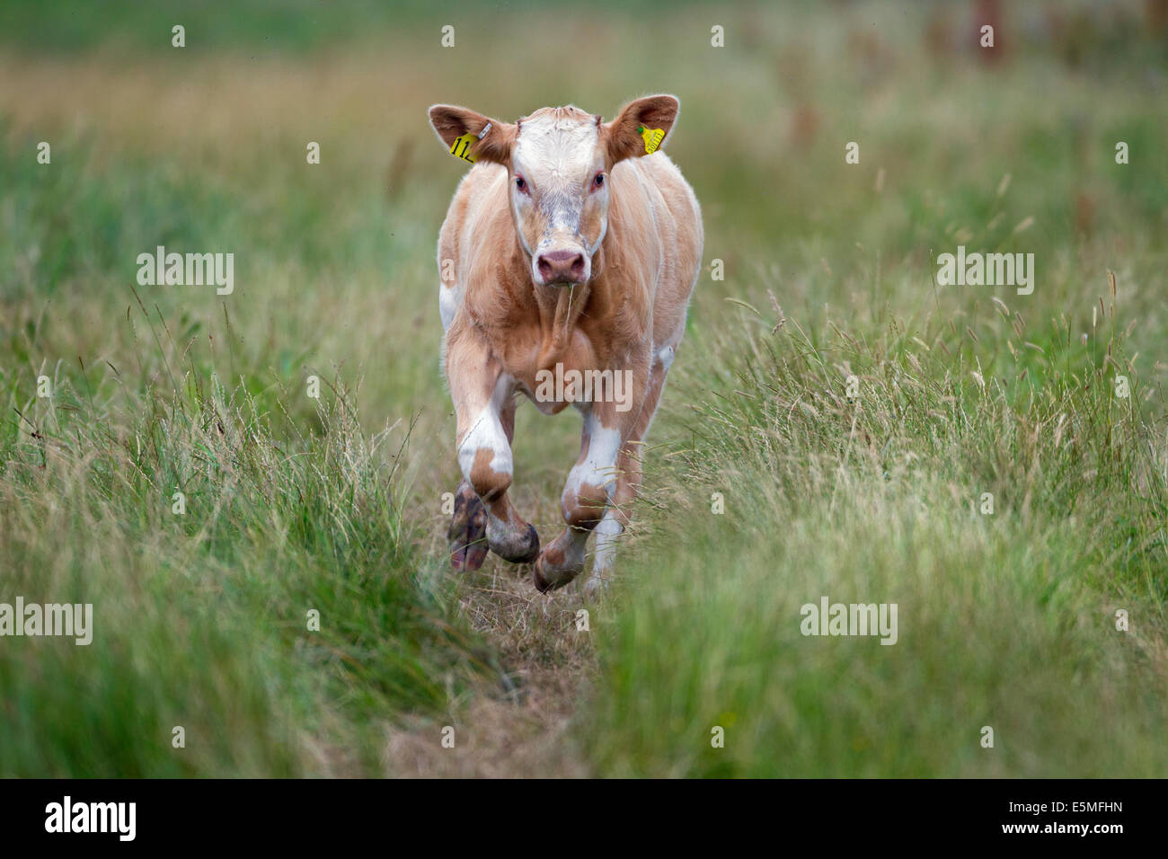 Young calf running head on Cley Marshes Norfolk Stock Photo