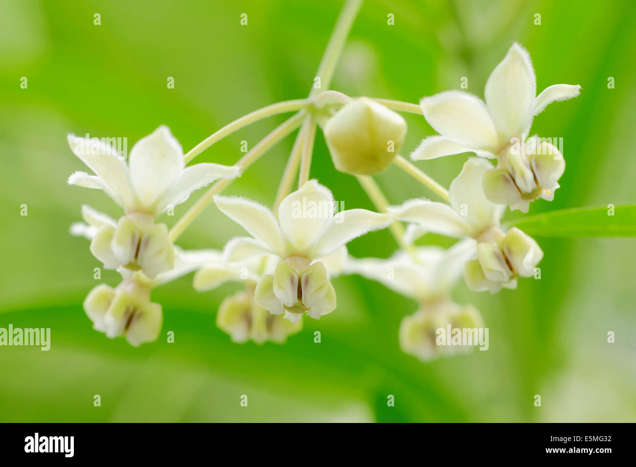 Narrow-Leaf Cotton Bush, Balloon Cotton Bush, Milkweed or Swan Plant (Gomphocarpus fruticosus, Asclepias fruticosa), flowers Stock Photo