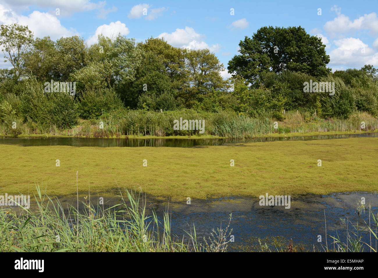 Thick green weed and algae covers a pond, looking deceptively like firm land. The water is edged by reeds and trees in full leaf Stock Photo