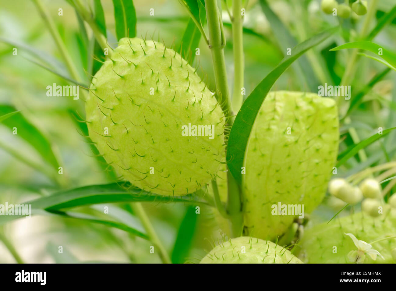 Narrow-Leaf Cotton Bush, Balloon Cotton Bush, Milkweed or Swan Plant (Gomphocarpus fruticosus, Asclepias fruticosa), fruits Stock Photo