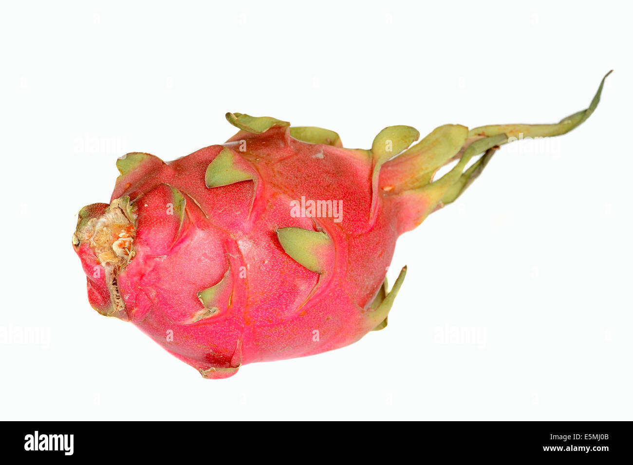 Red Dragon Fruit or Red Pitahaya (Hylocereus undatus) Stock Photo