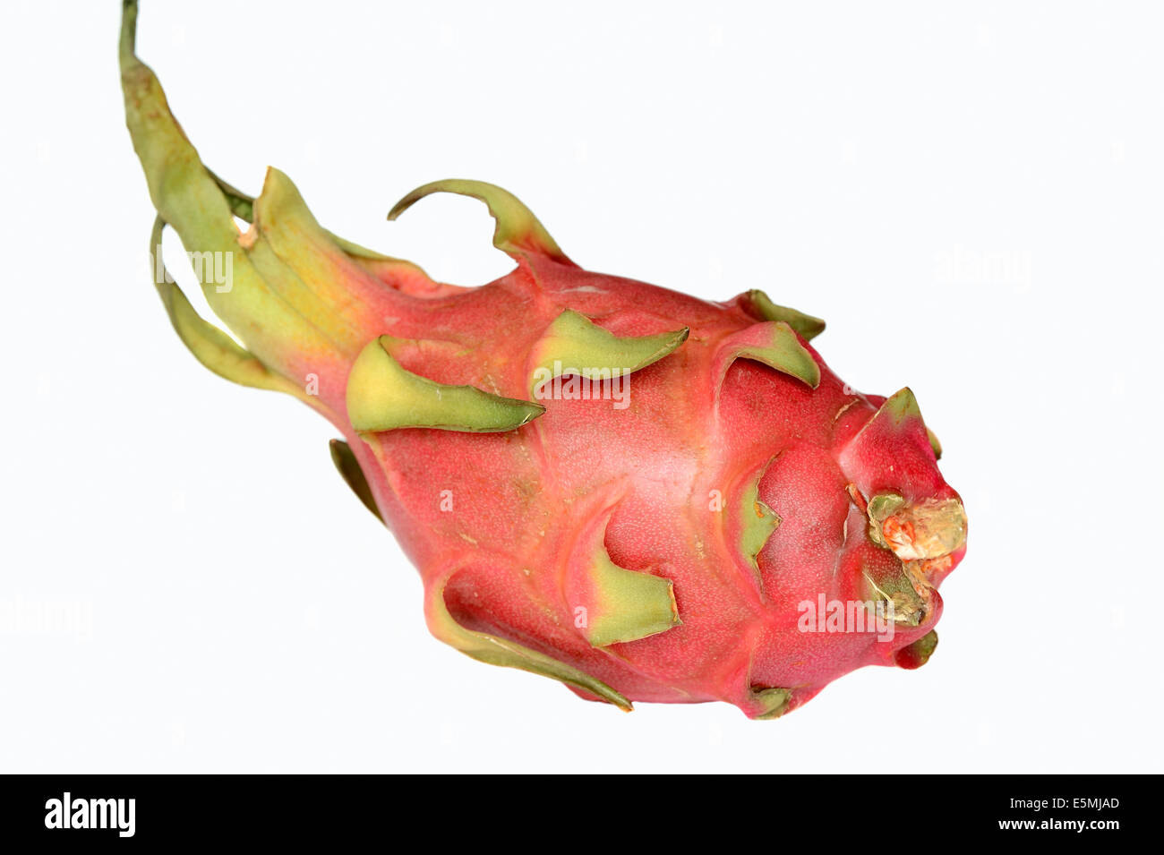 Red Dragon Fruit or Red Pitahaya (Hylocereus undatus) Stock Photo