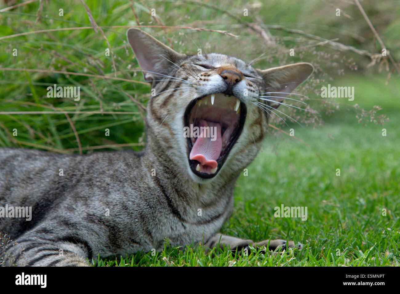 Burmese cat portrait relaxing in a garden Stock Photo