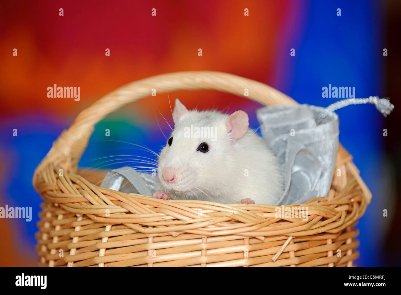 Domestic Rat or Fancy Rat (Rattus novegicus forma domestica), male in basket Stock Photo