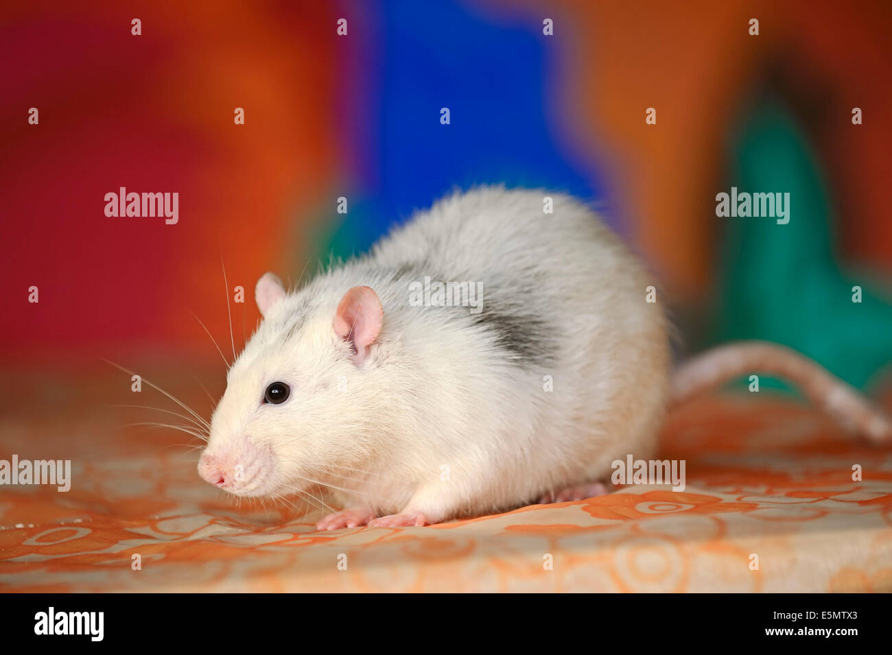 Domestic Rat or Fancy Rat (Rattus novegicus forma domestica), male Stock Photo