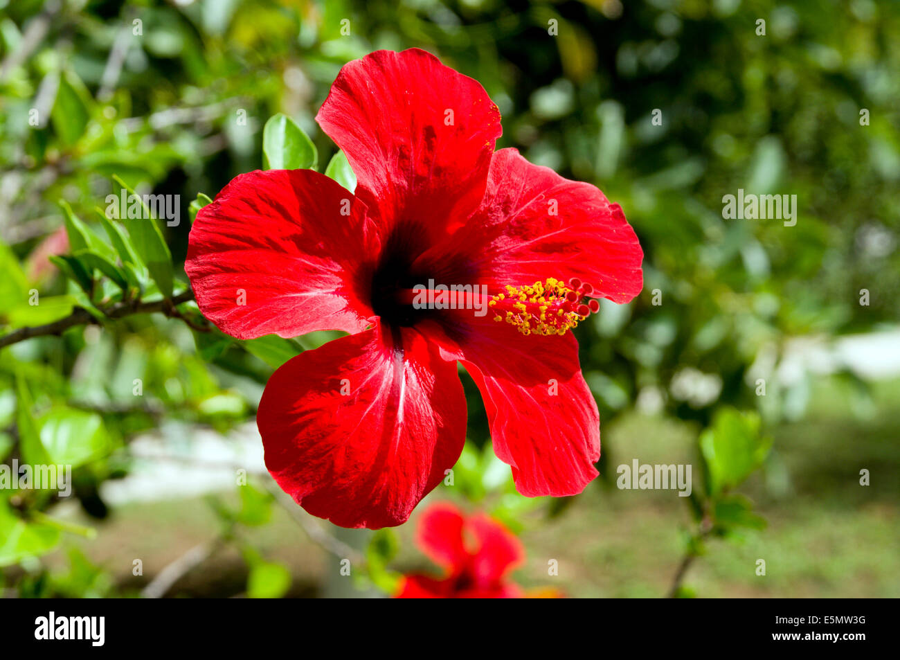 Hibiscus H .rosa-sinensis: flower, Kos, Dodecanese Islands, Greece. Stock Photo