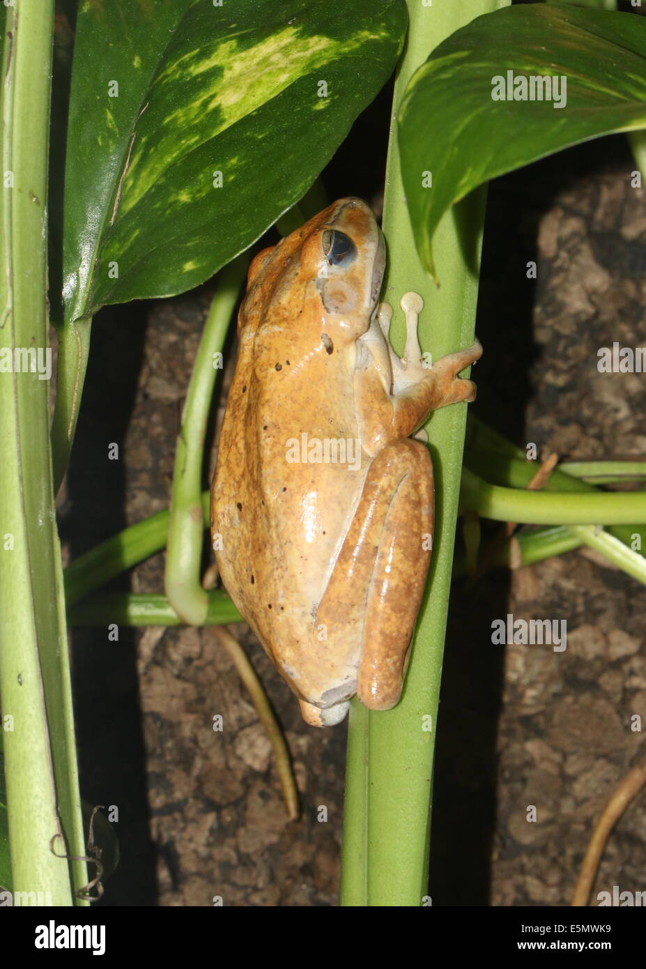 Common Tree Frog or Four-lined tree frog (Polypedates leucomystax) close-up Stock Photo