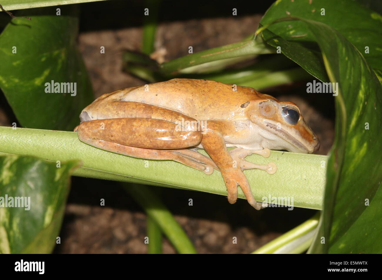 Common Tree Frog or Four-lined tree frog (Polypedates leucomystax) close-up Stock Photo