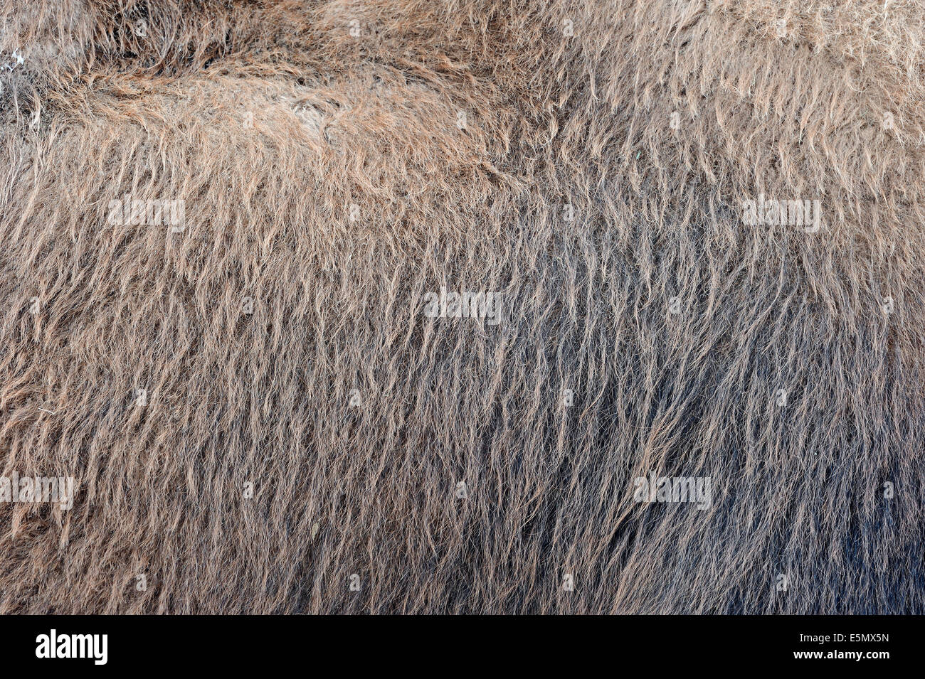 Bactrian Camel or Two-humped Camel (Camelus bactrianus) , coat detail Stock Photo