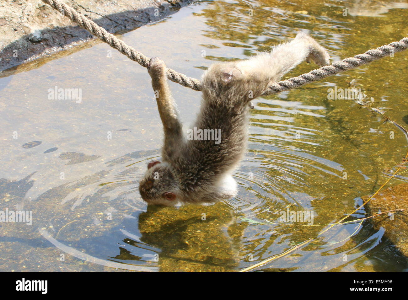 Barbary macaque or Barbary ape (Macaca sylvanus) hanging from a rope