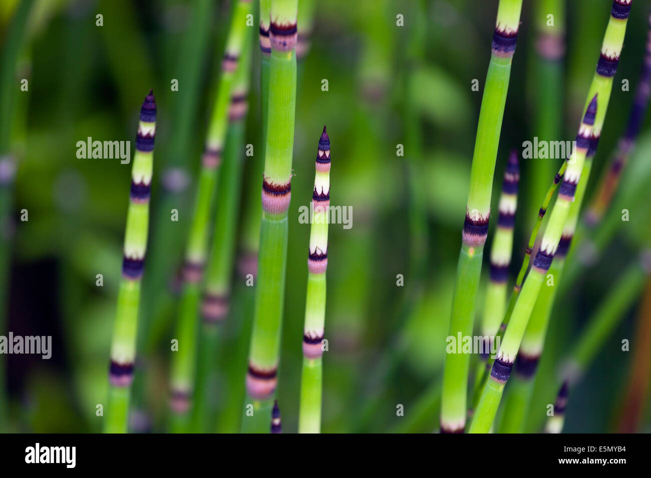 Common Horsetail Equisetum hyemale Stock Photo